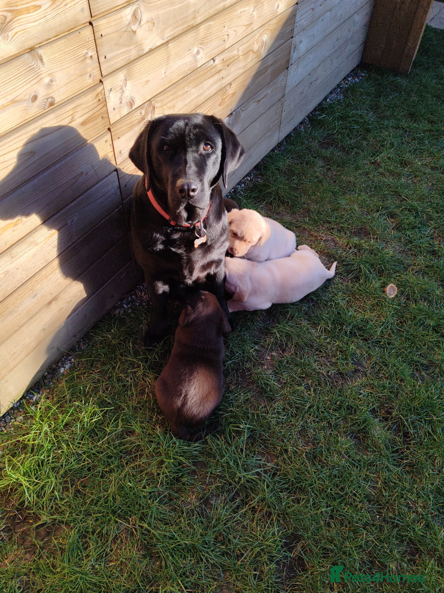 Labrador Retriever dogs  Ready for Their Forever Homes - Advert 4