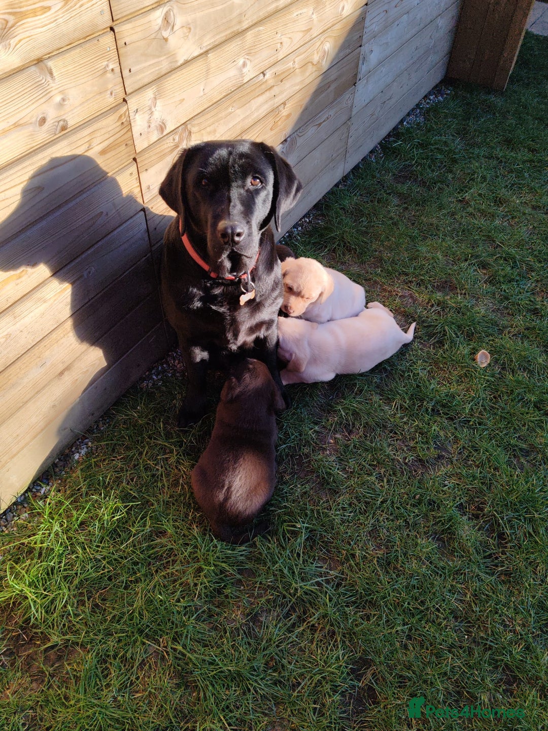 Labrador Retriever dogs for sale:  Ready for Their Forever Homes - Advert 1