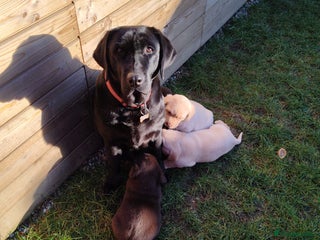 Labrador Retriever dogs Ready for Their Forever Homes - Advert 4