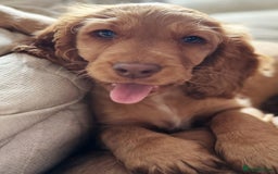 Cocker Spaniel dogs for sale: 2 x Show cocker spaniels (Red) - Image 18