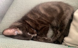 Mixed Breed cats for sale: 3 beautiful kittens - Image 11