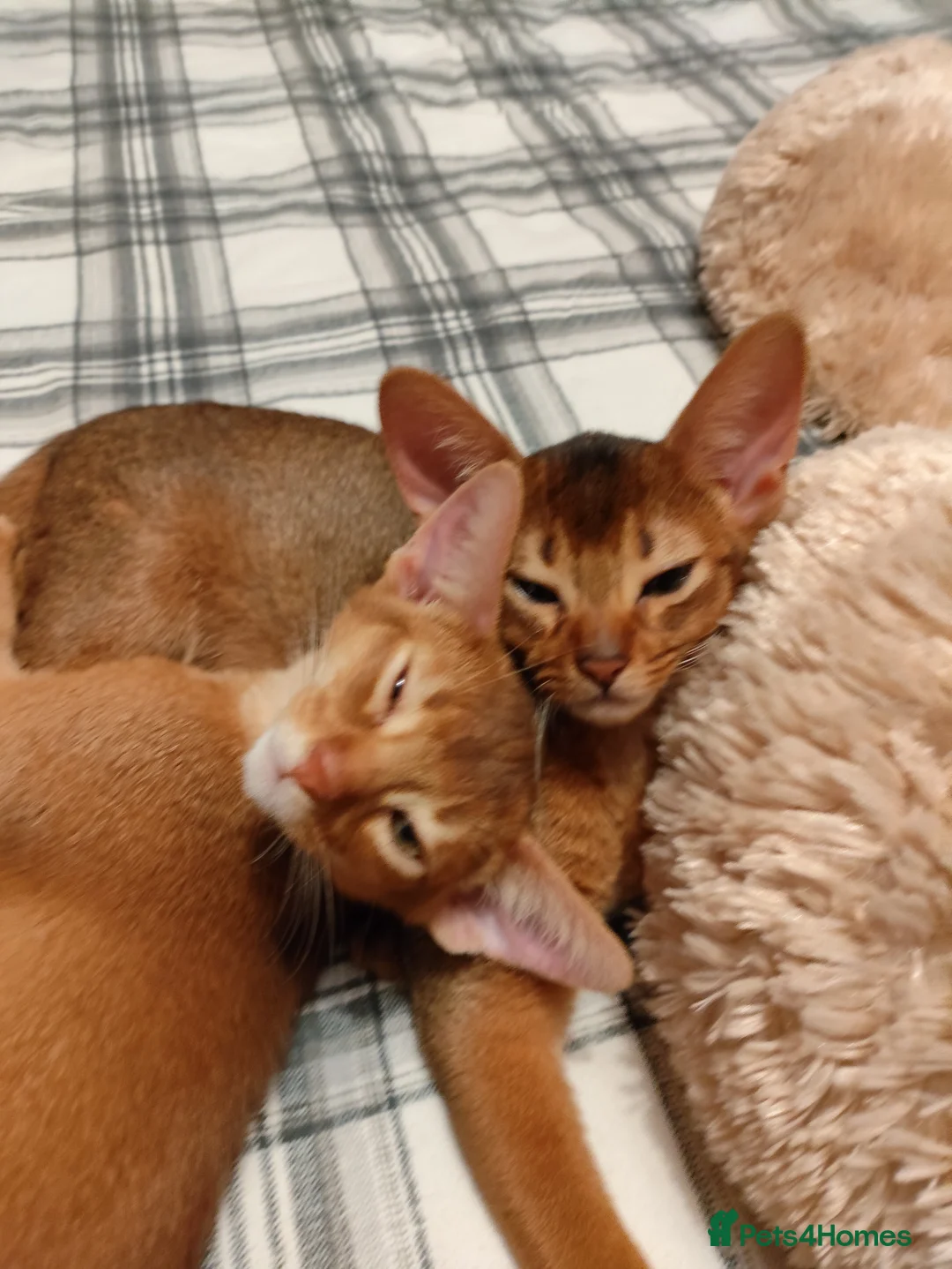 Abyssinian cats for sale: Beautiful Abyssinian Kittens 🐈 - Advert 18
