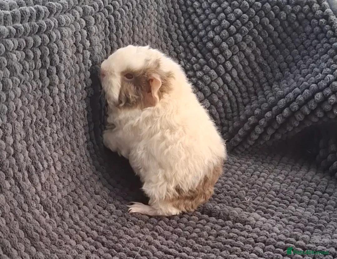 Guinea Pig rodents for sale: SOLD.    Bonded pair of guinea pigs young  - Advert 2