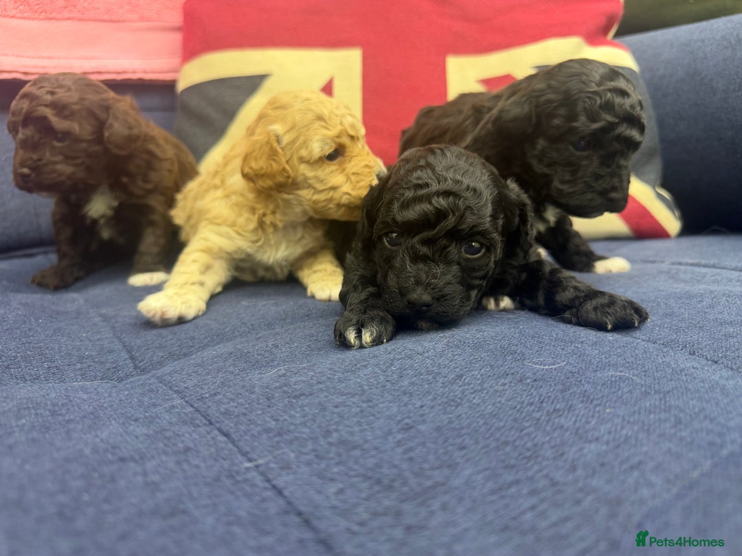 Maltipoo dogs for sale: Toy poodle cross maltipoo puppies little puppies  - Advert 11