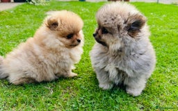 Pomeranian dogs for sale: Lovely Pomeranian puppies  - Image 11