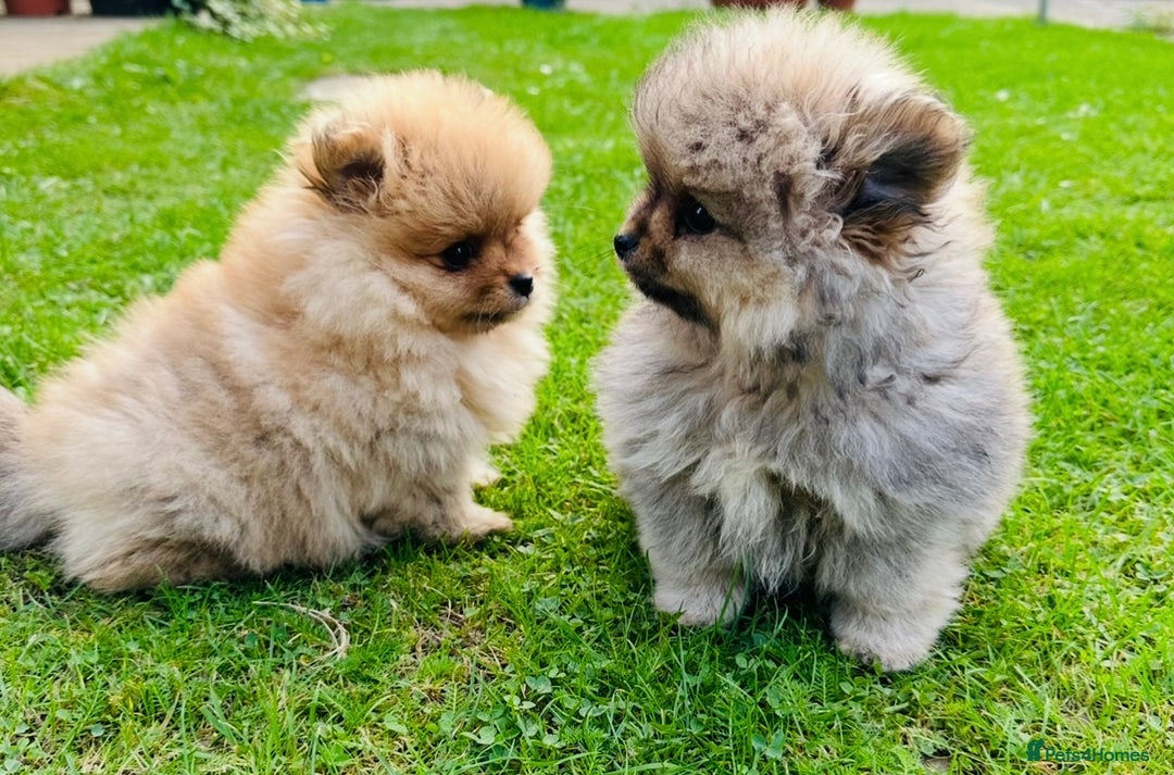 Pomeranian dogs for sale: Lovely Pomeranian puppies  - Image 11