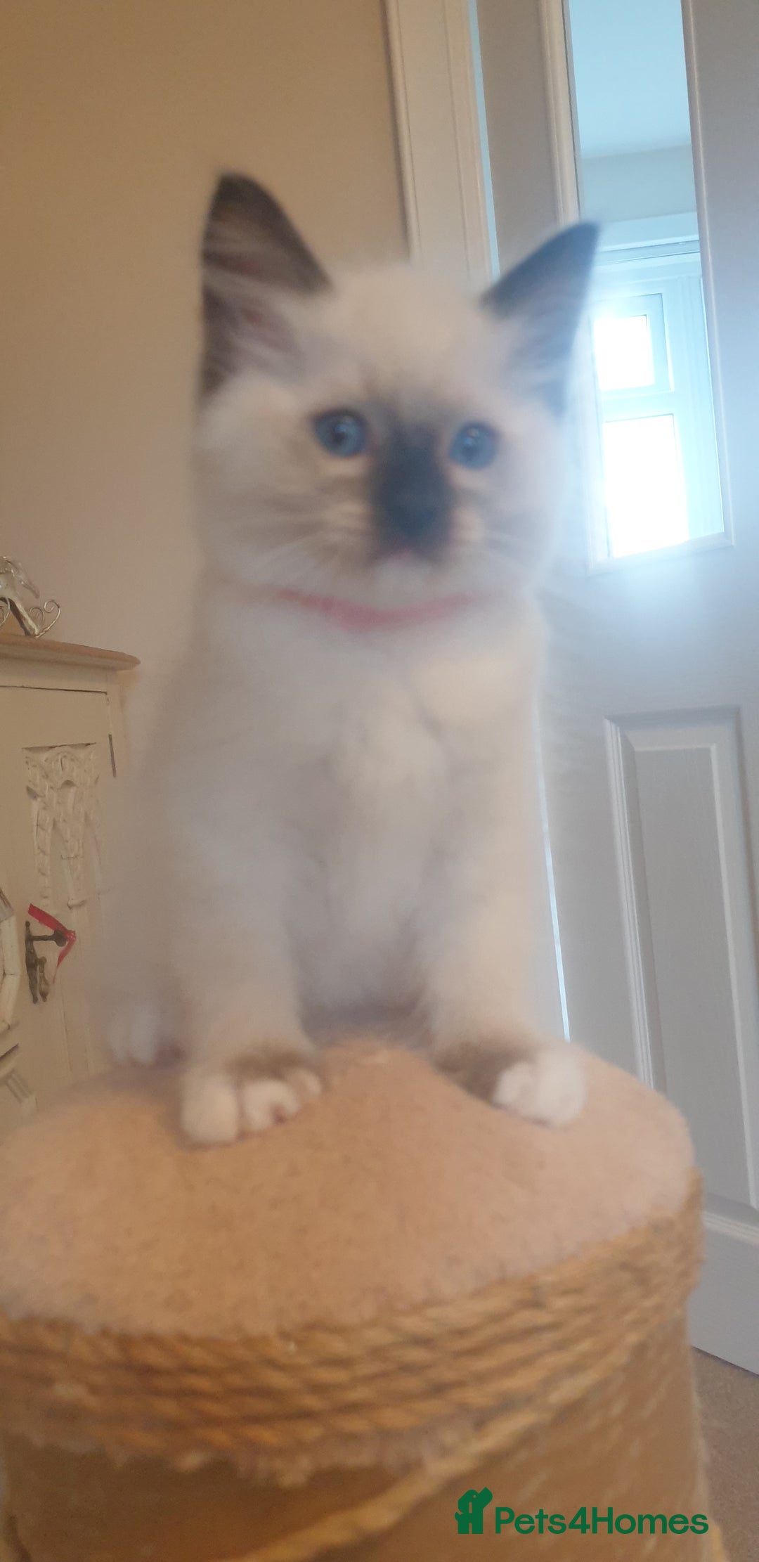 Ragdoll cats for sale: Gorgeous Ragdoll Kittens - Advert 7