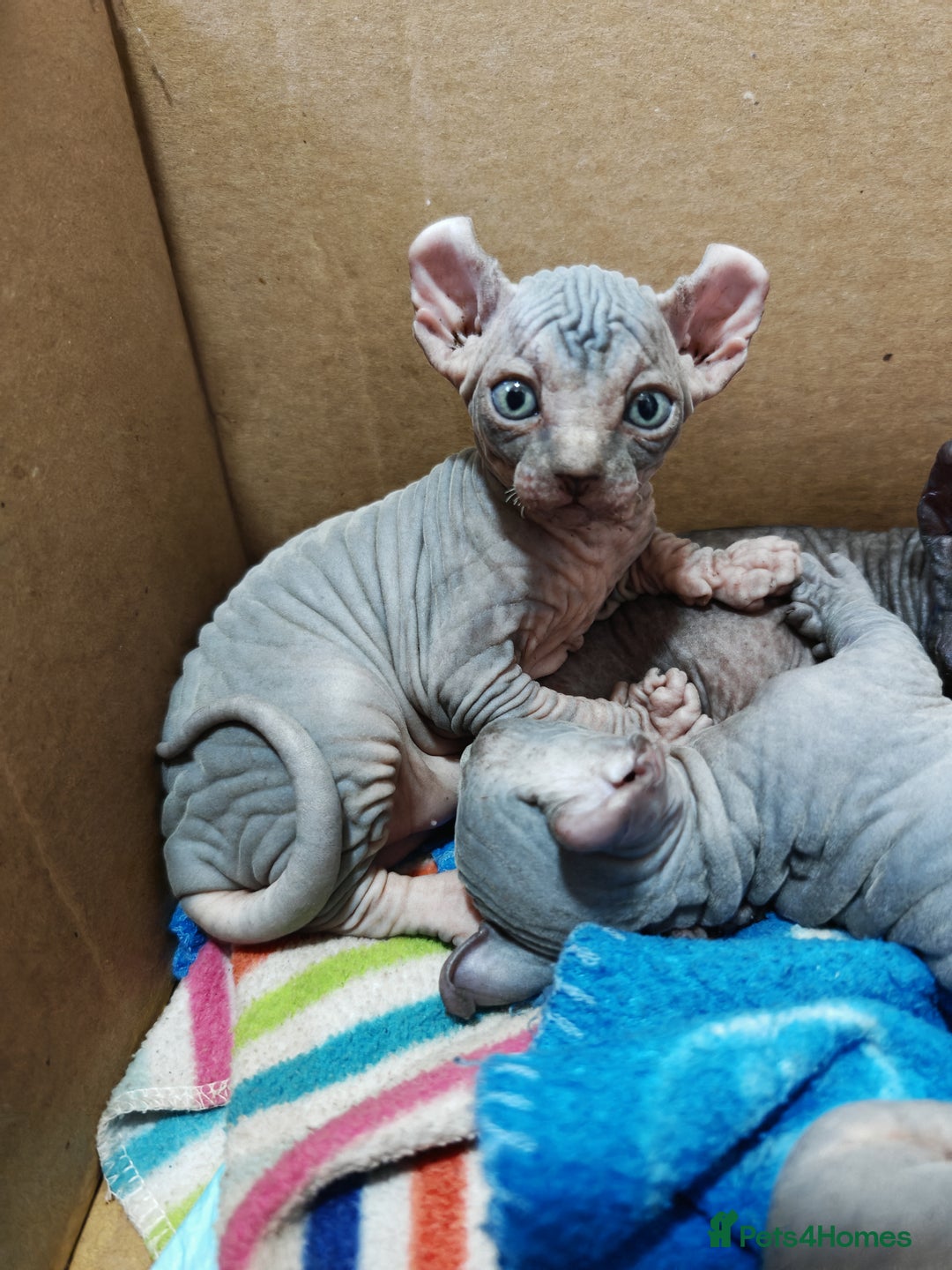 Sphynx cats for sale: Unique Elf, Sphynx & Dwelf Babies - Advert 12