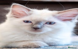 Ragdoll cats for sale: Ready Now GCCF Ragdoll Kittens Irresistibly Cuddly - Image 20