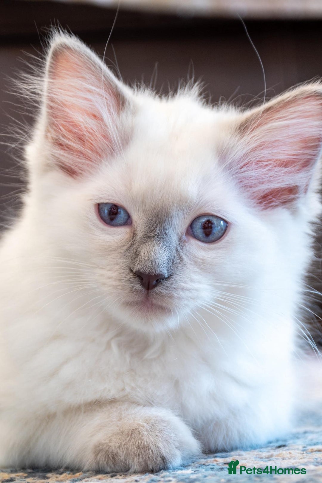Ragdoll cats for sale: Ready Now GCCF Ragdoll Kittens Irresistibly Cuddly - Image 20