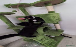 Domestic Shorthair cats for sale: 3 boys, 1 girl kittens  - Image 40