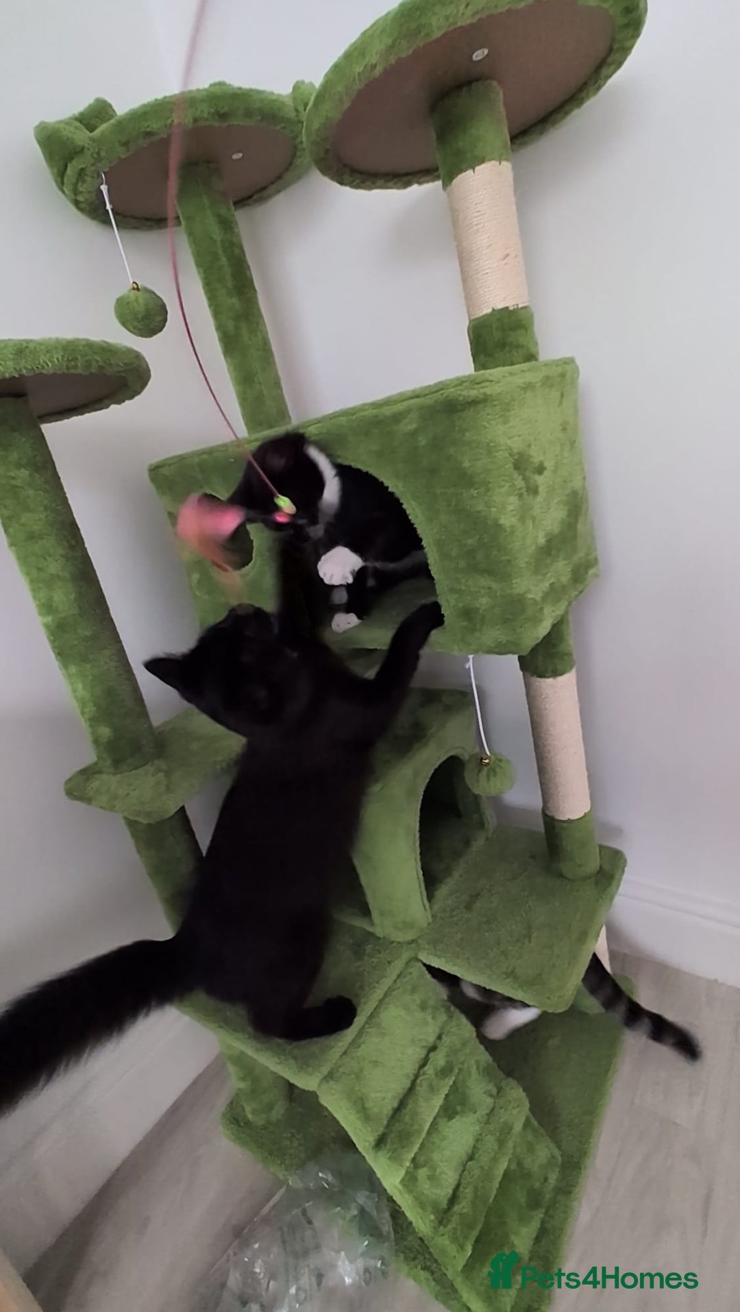 Domestic Shorthair cats for sale: 3 boys, 1 girl kittens  - Image 40