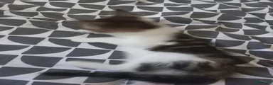 No name has been given 