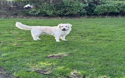 Golden Retriever dogs for sale: Adorable KC Reg Golden Retriever Puppies - Image 14