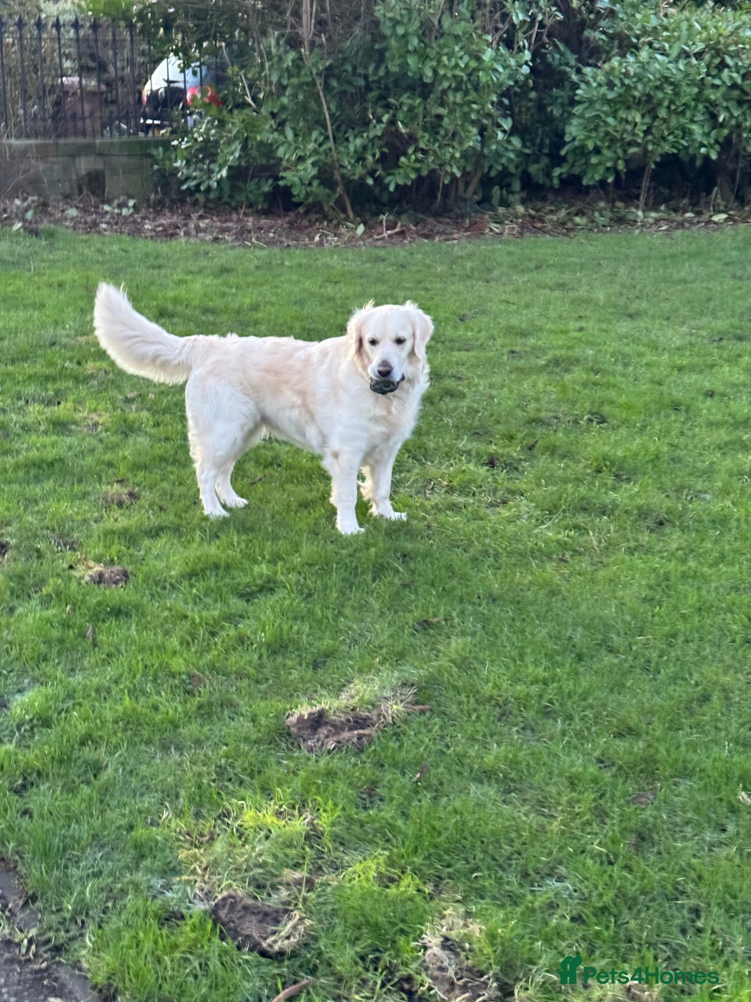Golden Retriever dogs for sale: Adorable KC Reg Golden Retriever Puppies - Image 14