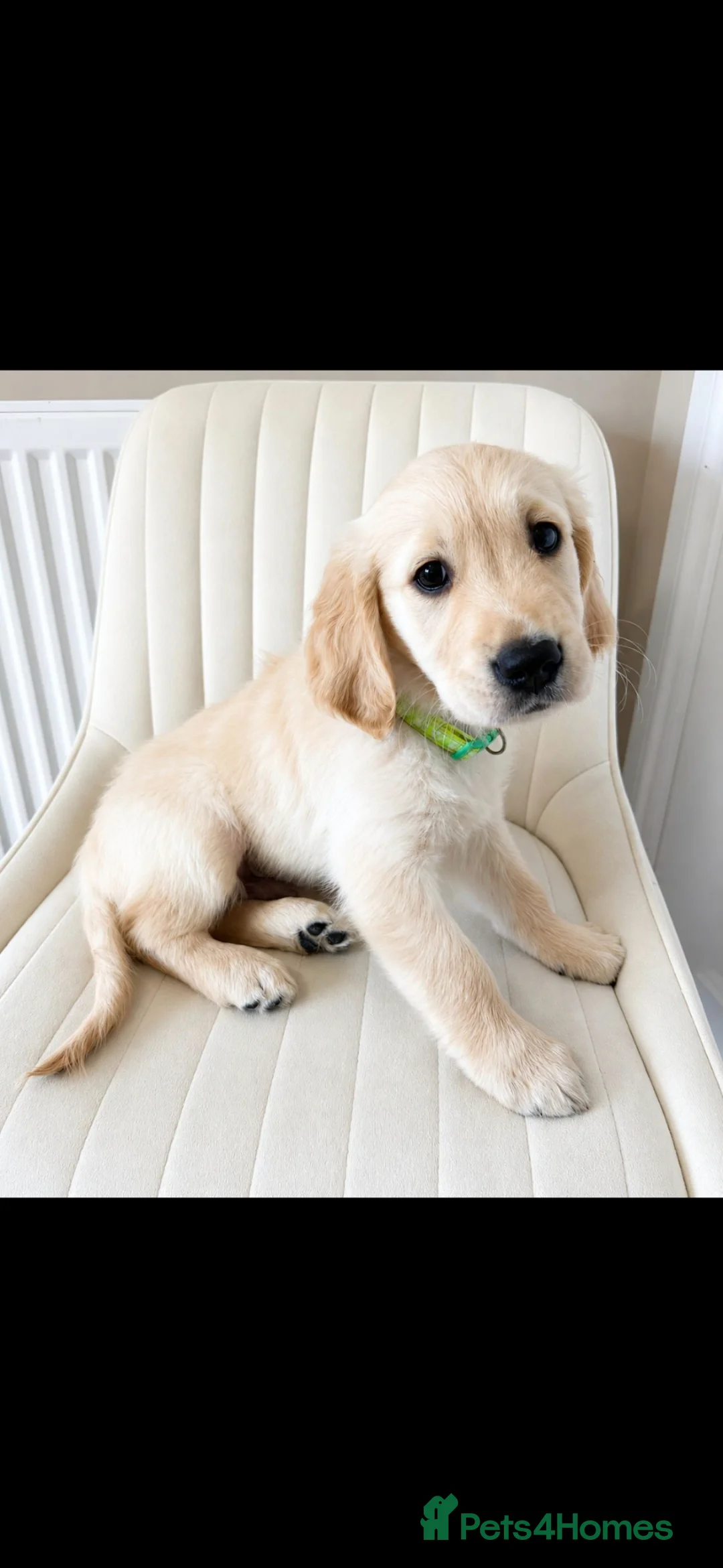 Golden Retriever dogs for sale: 2 gorgeous male puppies - Advert 2