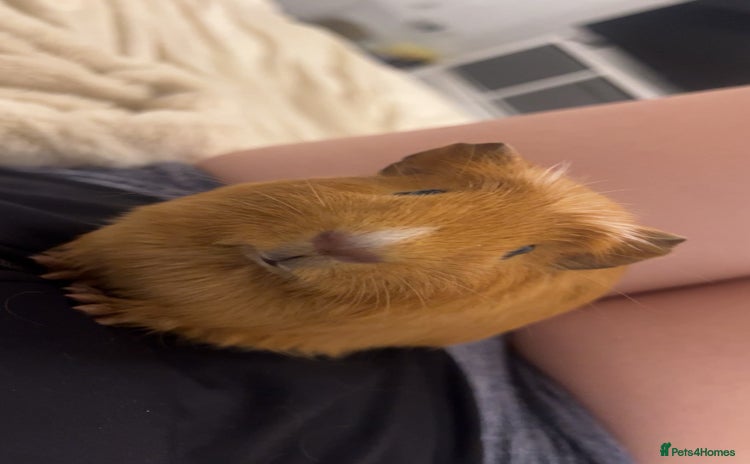 Guinea Pig rodents - Advert 13