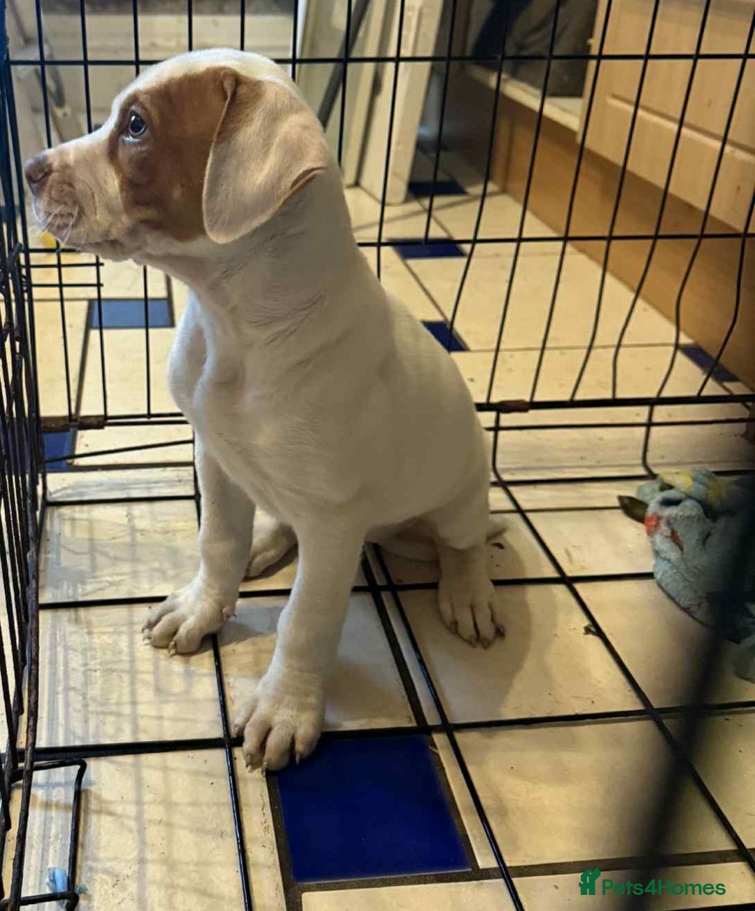 American Bulldog dogs for sale: American bulldog puppy  - Image 2