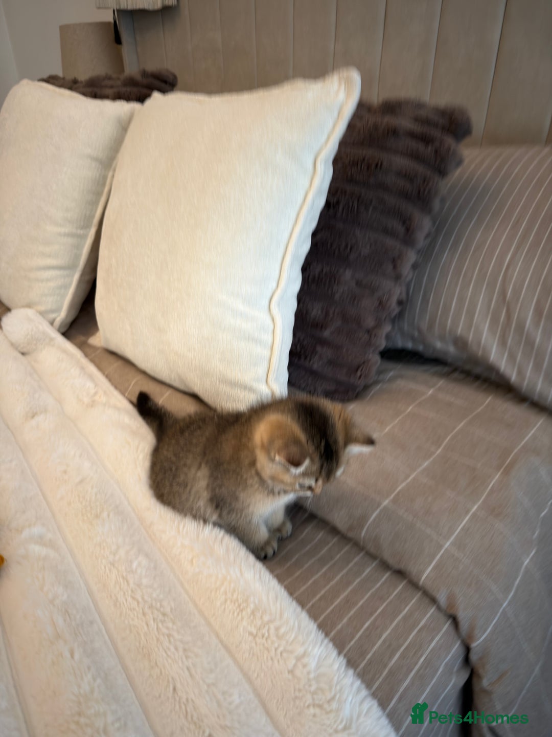 British Shorthair cats for sale: Adorable Golden British Shorthair Kitten - Advert 5