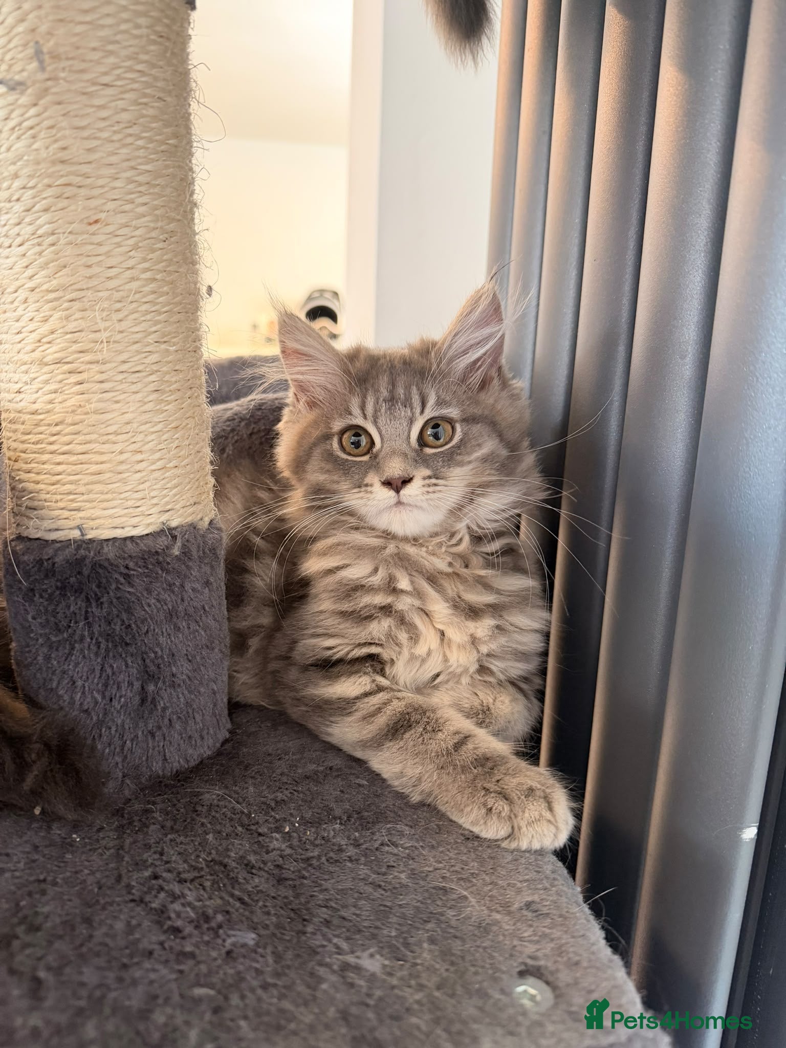 Maine Coon cats Beautiful Main coon kittens  - Advert 15