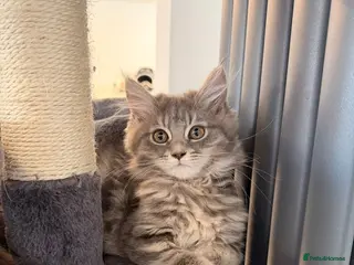 Maine Coon cats Beautiful Main coon kittens - Advert 5