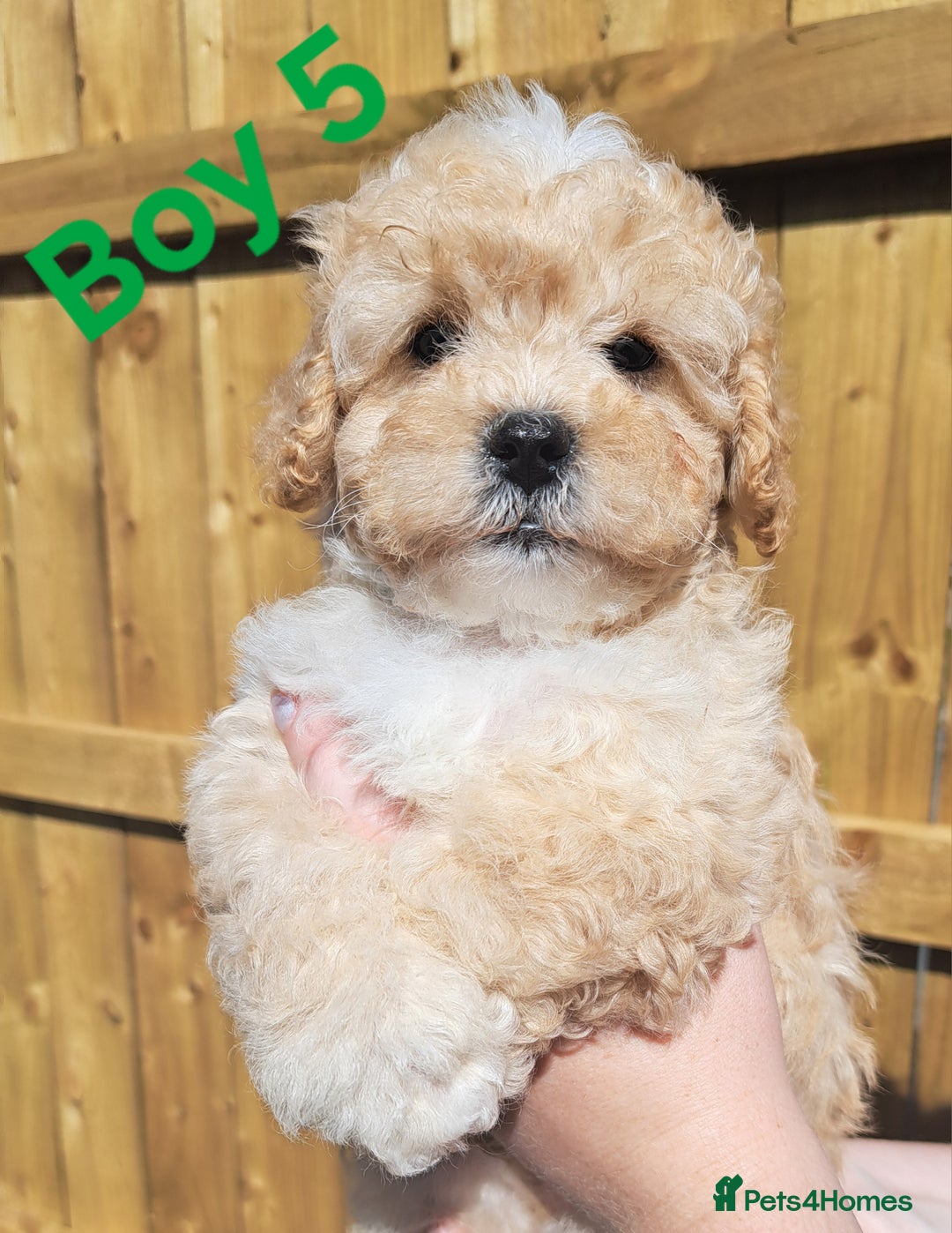 Shihpoo dogs for sale: Shihpoo Shih Tzu x Poodle (Shoodle) Puppies - Image 13