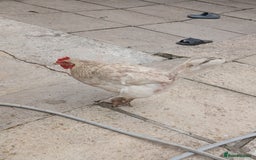 Chickens poultry for sale: These are all different breeds - Image 10