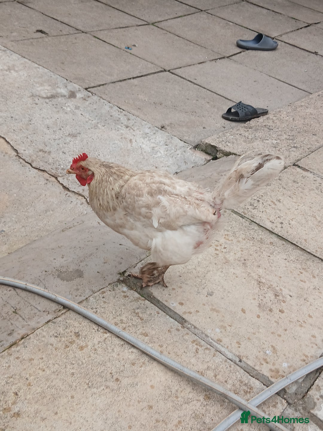 Chickens poultry for sale: These are all different breeds - Image 10