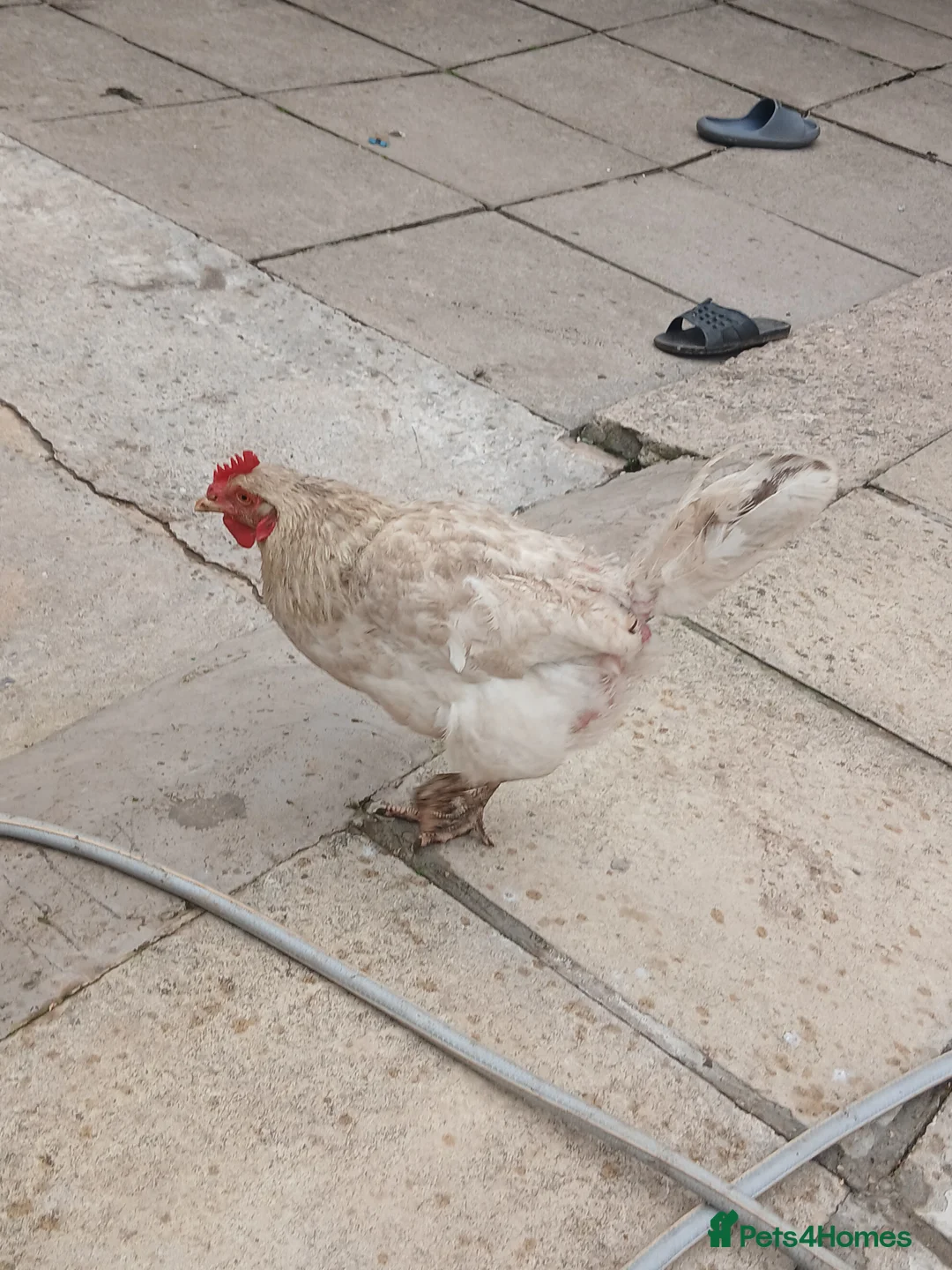 Chickens poultry for sale: All different breeds and price can go lower - Advert 10