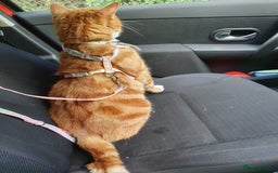 Mixed Breed cats for sale: Jeffy - Image 3