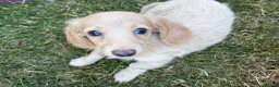 Miniature Dachshund dogs for sale: Miniature Dachshund Dapples & Cream - Advert 4