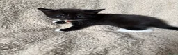 Mixed Breed cats for sale: Last 2 male kittens - ready now  - Advert 5