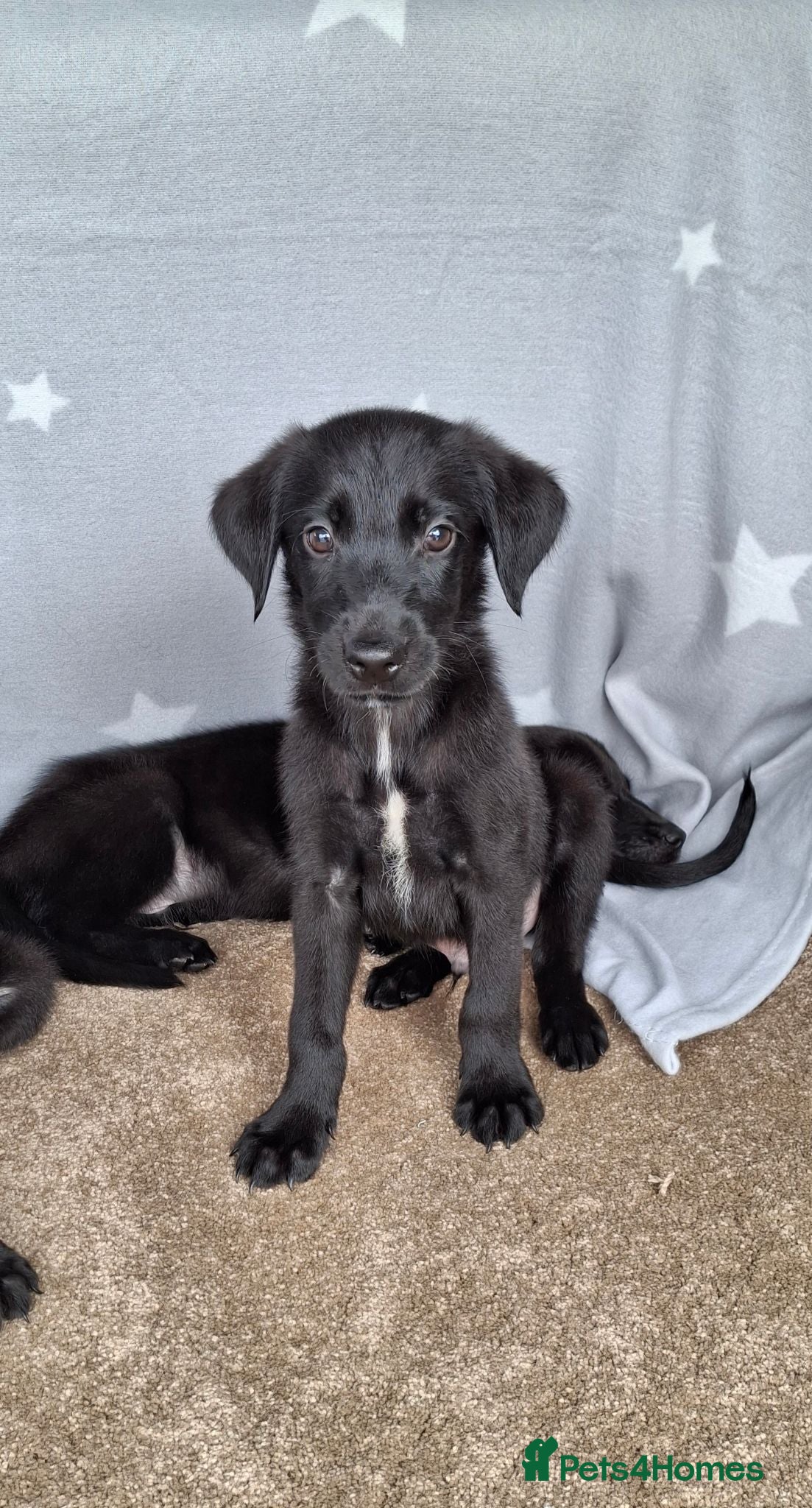 Mixed Breed dogs Flatcoated retriever x border collie puppies - Advert 1