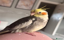 Cockatiels birds for sale: Male&female cockatiel for sale - Image 8