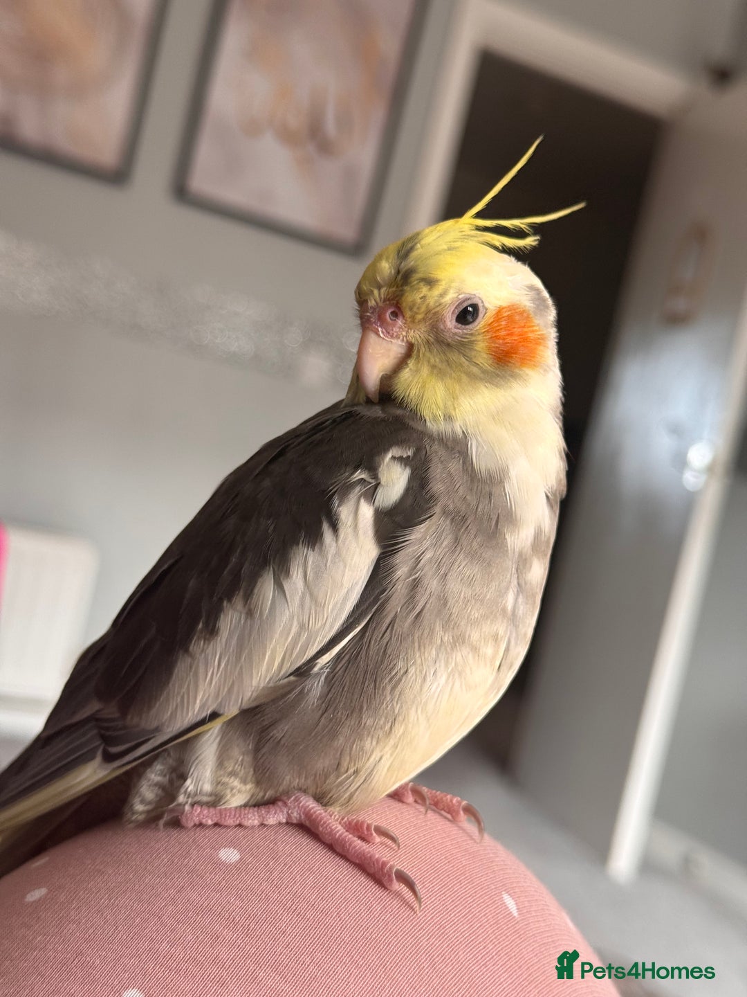 Cockatiels birds for sale: Male&female cockatiel for sale - Image 8