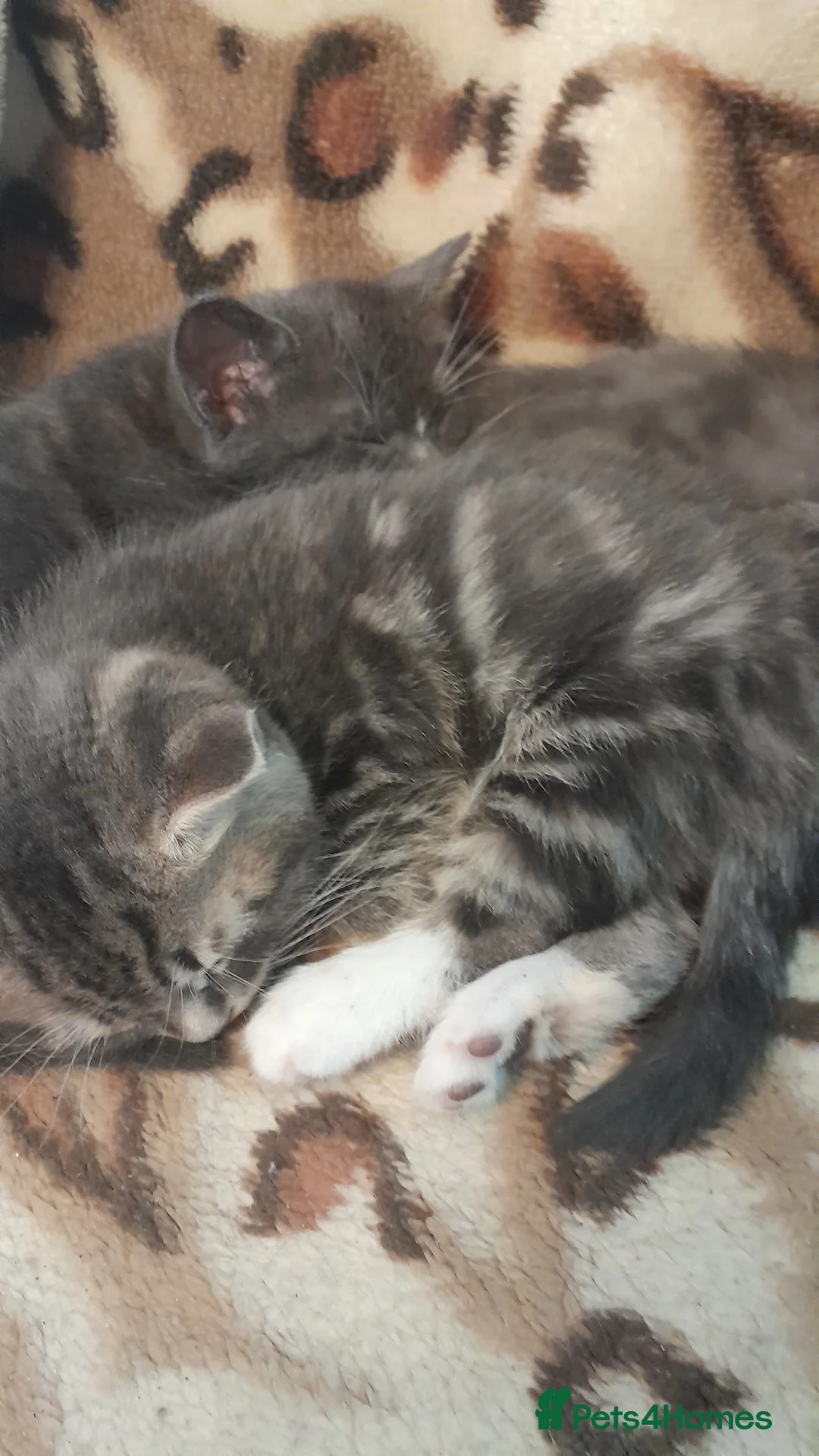 Mixed Breed cats for sale: 3 Beautiful kittens for sale  - Advert 14