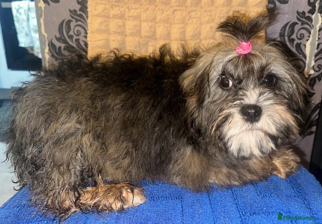 Cavapoo dogs for sale: Cavapoo - Advert 2