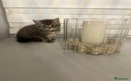 British Shorthair cats for sale: Adorable British shorthaired Kittens  - Image 3