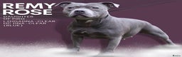 Staffordshire Bull Terrier dogs for sale: KC Champion Blue Staffordshire bull terrier - Advert 4