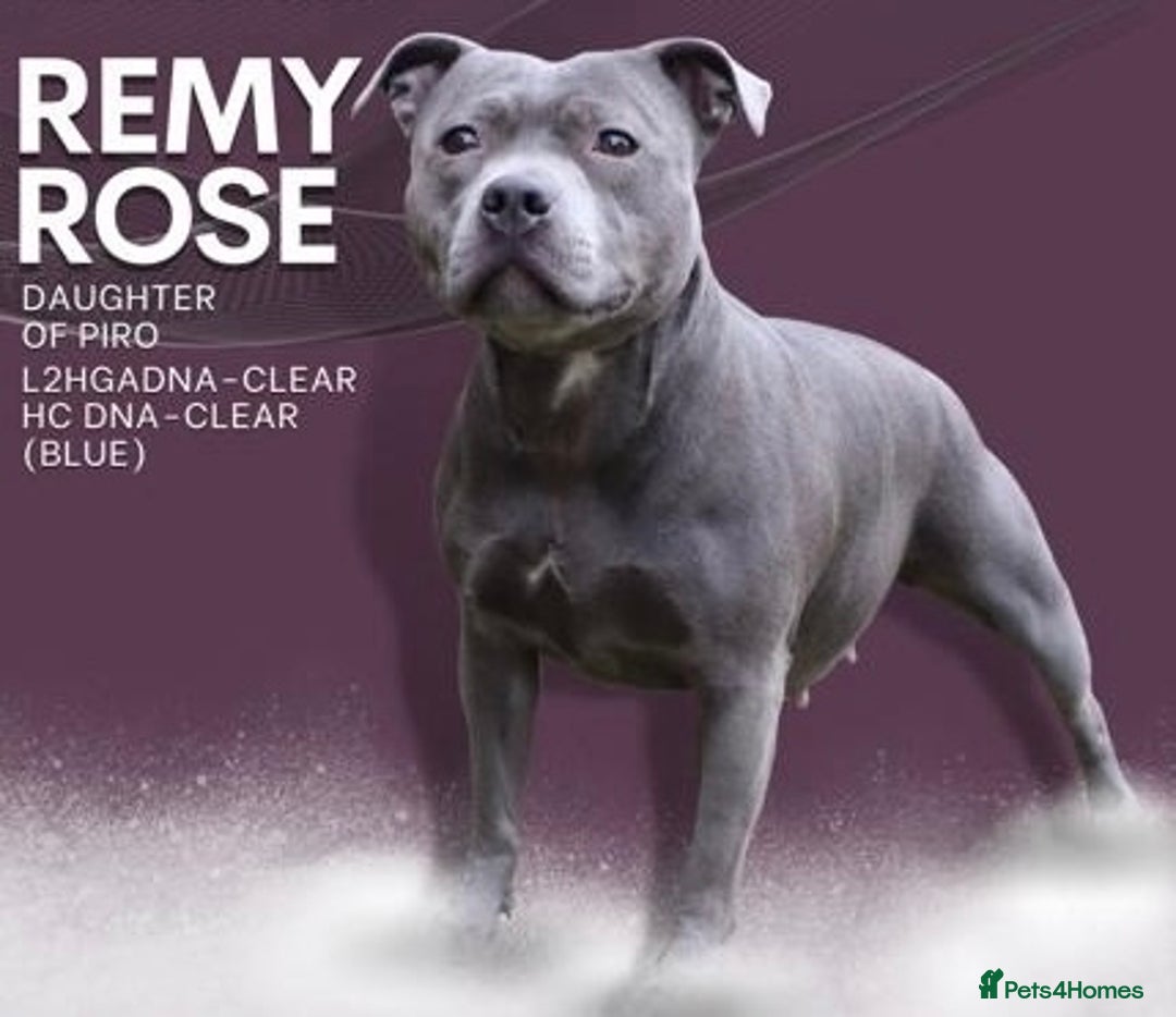 Staffordshire Bull Terrier dogs for sale: KC Champion Blue Staffordshire bull terrier - Advert 4