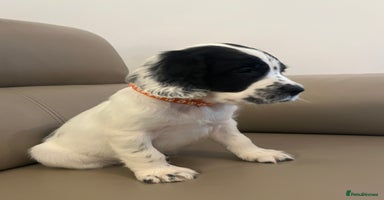 English Springer Spaniel dogs Springer Spaniel pups - Advert 2