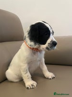 English Springer Spaniel dogs Springer Spaniel pups - Advert 9