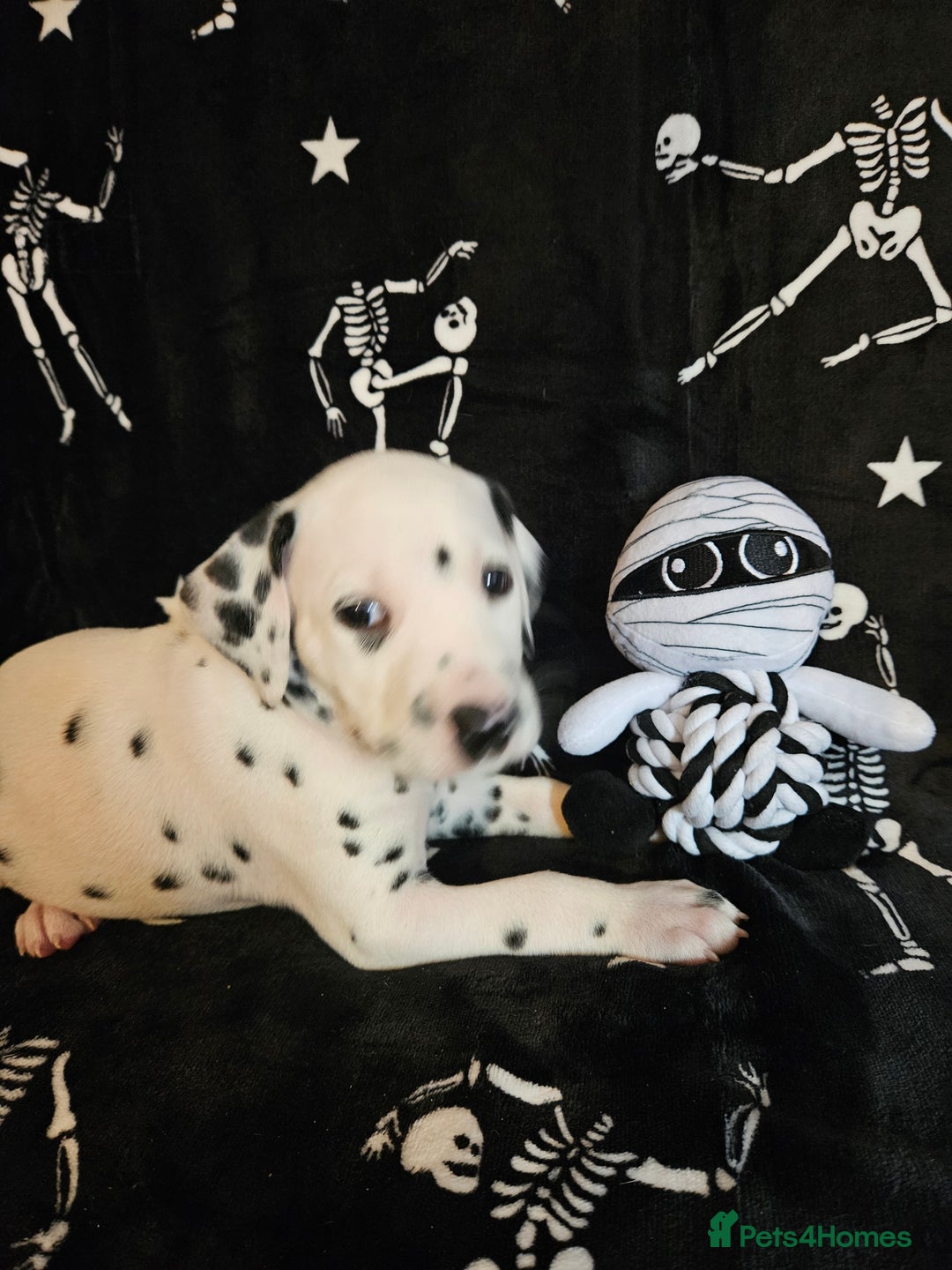 Dalmatian dogs for sale: 2 KC Dalmatian boys Ready to go Liver spots  - Advert 31