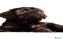 Mixed Breed dogs for sale: 8 UNIQUE Spaniel x Poodle Puppies - Image 15