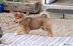 Mixed Breed dogs for sale: Shollies  in Rochdale - Image 4