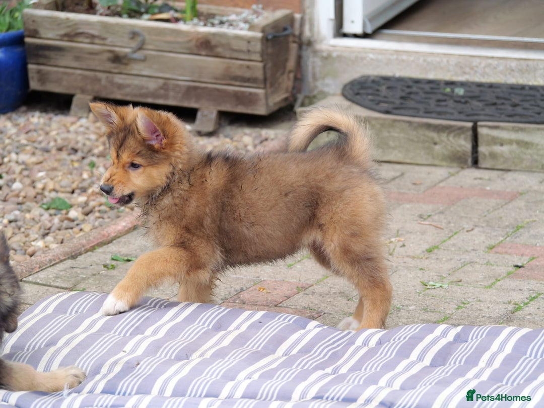 Mixed Breed dogs for sale: Shollies  in Rochdale - Image 4
