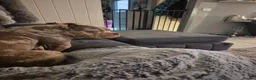American Bully dogs for sale: Male pocket bully  - Advert 3