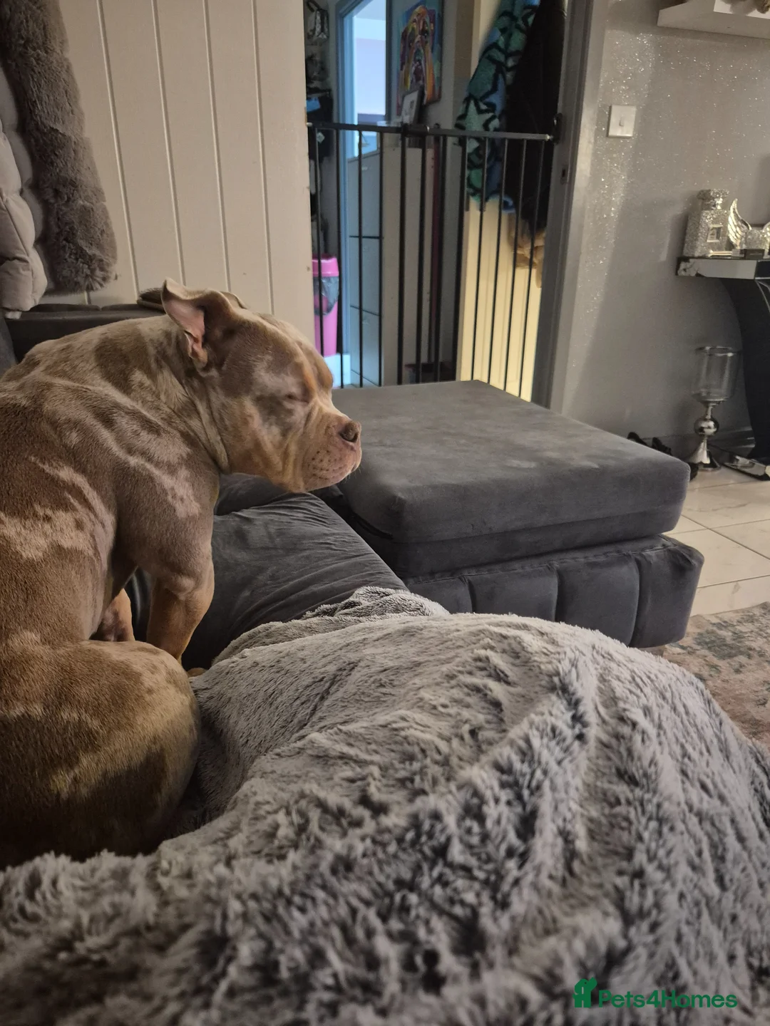 American Bully dogs for sale: Male pocket bully  - Advert 3