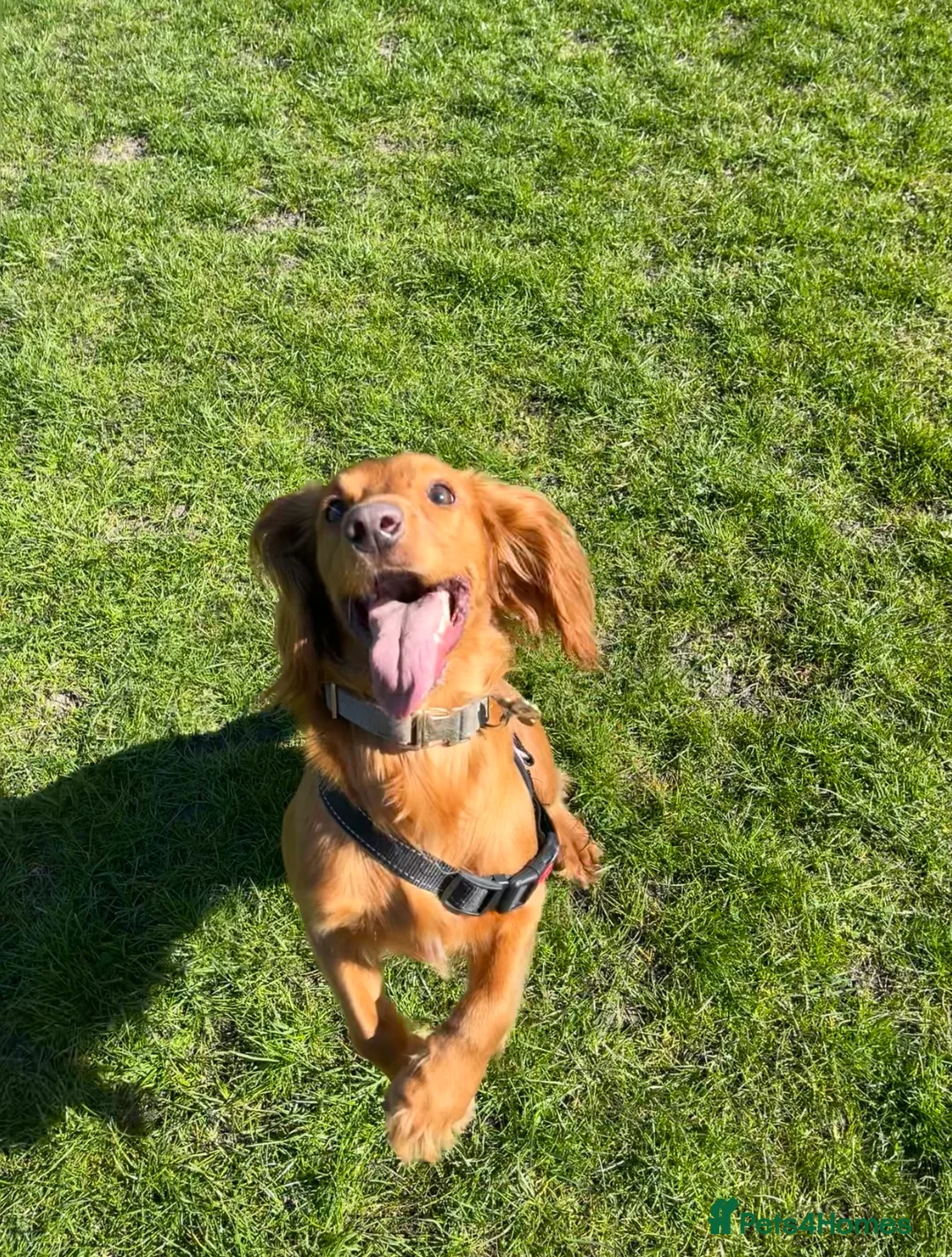 Cocker Spaniel dogs for sale: Fox red cocker spaniel in Burnley - Advert 4
