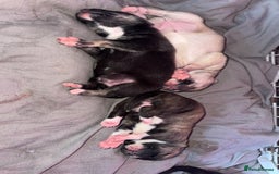 Mixed Breed dogs for sale: Stuffy puppies for sale  - Image 2